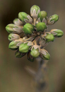 Blüte - grün - Nahaufnahme - Makro von jaybe