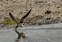 Black Skimmer & Marbled Godwit by Eye in Hand Gallery