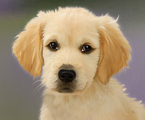 Goldenretriever von Beatrix Döring