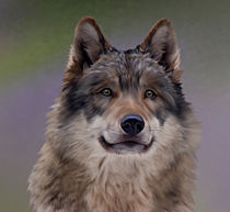 Wolf Portrait von Beatrix Döring
