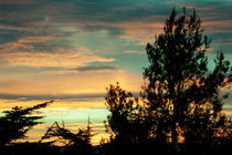 Pine Silhouette On Sunset Clouds by Marc Garrido Clotet