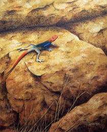 Agama lizard by Andre Olwage