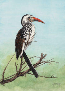 Red Billed Hornbill von Andre Olwage