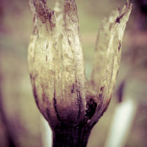 Still life von George Pantoulas