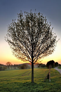 Sonnenaufgang am Vogelsberg in Hessen by Thomas Schaefer