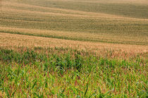 Maisfeld von Wolfgang Dufner