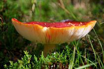 Fly Agaric von Buster Brown Photography