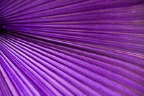 Palmenblatt in lila von Thomas Brandt