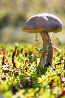 funghi, fungus, fungi, mushroom von Buster Brown Photography