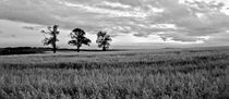 Three Sisters B/W by Buster Brown Photography