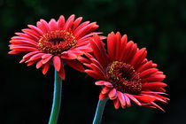 Gerberas by Wolfgang Dufner