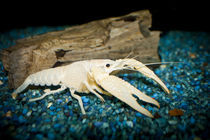 Procambarus clarkii "white pearl" -  weißer Sumpfkrebs 2 by Roland Hemmpel