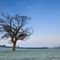 'Tree and Moon at Dawn' von Craig Joiner