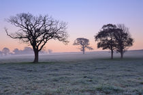 Trees at Dawn von Craig Joiner