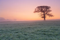 Farmland at Dawn von Craig Joiner