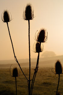 Teasels Silhouette at Sunrise by Craig Joiner