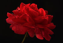Rote Rose nach dem Regen von Wolfgang Dufner