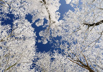Frozen Trees von Martin Krämer