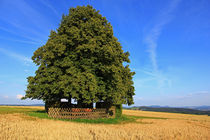 Alte Linden von Wolfgang Dufner