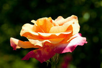 Rose In The Sun by Carolyn Cochran