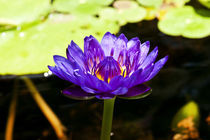 Purple Lotus