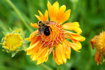 Bee Flower by Carolyn Cochran