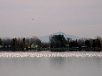 Geese and snow geese on Lake Champlain in Quebec by Angel Vallée