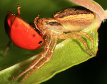 Marienkäfer vs. Spinne von photoart-hartmann