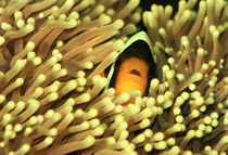 Clarks-Anemonenfisch (Amphiprion clarkii) by photoart-hartmann