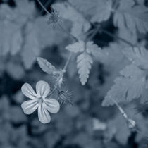 Wild Geranium von Inge Meldgaard