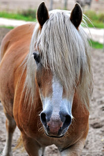 Blond Power von captainsilva