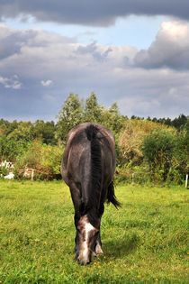 Brown Horse von captainsilva