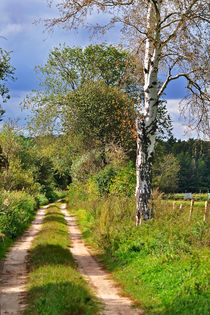 Waldweg mit Birke by captainsilva