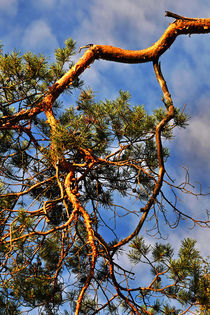 Baum der Fantasie von captainsilva