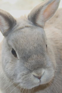 Hase von Christine Bässler