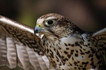 Wanderfalke im Flug by Wolfgang Dufner