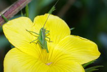 Orthoptera, Ephippiger ephippiger von Jerome Moreaux