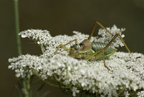 Orthoptera on a flower by Jerome Moreaux