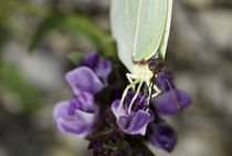 Butterfly (Gonepteryx cleopatra) by Jerome Moreaux