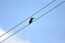 kingfisher by emanuele molinari