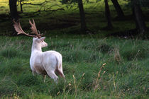 White deer by Falko Follert