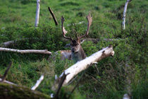 Red Deer von Falko Follert