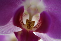 Orchid by NICOLAS RINCON
