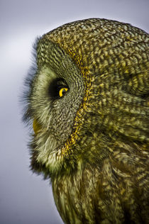 Great grey owl von Stefan Antoni - StefAntoni.nl