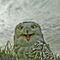 Owls-07