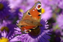 Red butterfly on Aster flower von Laurence Collard