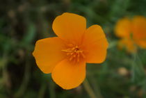 Californian poppie by Laurence Collard