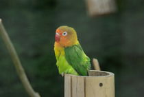 Colorfull bird von Laurence Collard