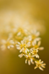 Sanfte weisse Blume von Christine Amstutz