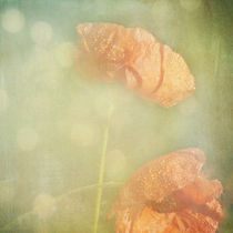 poppy tears at the end of summer by Franziska Rullert